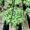 String of Turtles Live Plant – Peperomia Prostrata Trailing Succulent – Home Decor Plant - Image 5