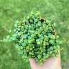 String of Turtles Live Plant – Peperomia Prostrata Trailing Succulent – Home Decor Plant - Image 1