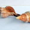 Stripped Fox Seashell 5 inch+ Single Shell for Air Plant Terrarium Decor - Image 1