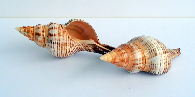 Stripped Fox Seashell 5 inch+ Single Shell for Air Plant Terrarium Decor - Image 1