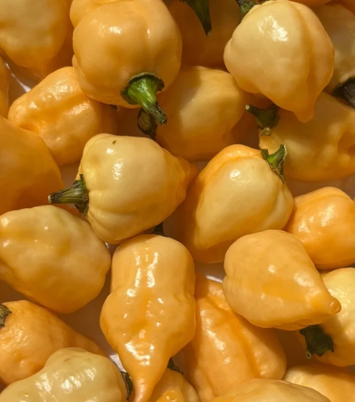 Sugar Rush Cream Super Hot Chili Pepper Live Plants - 3 Pack, 5,000-15,000 SHU - Image 2