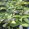 Sugar Rush Cream Super Hot Chili Pepper Live Plants - 3 Pack, 5,000-15,000 SHU - Image 1