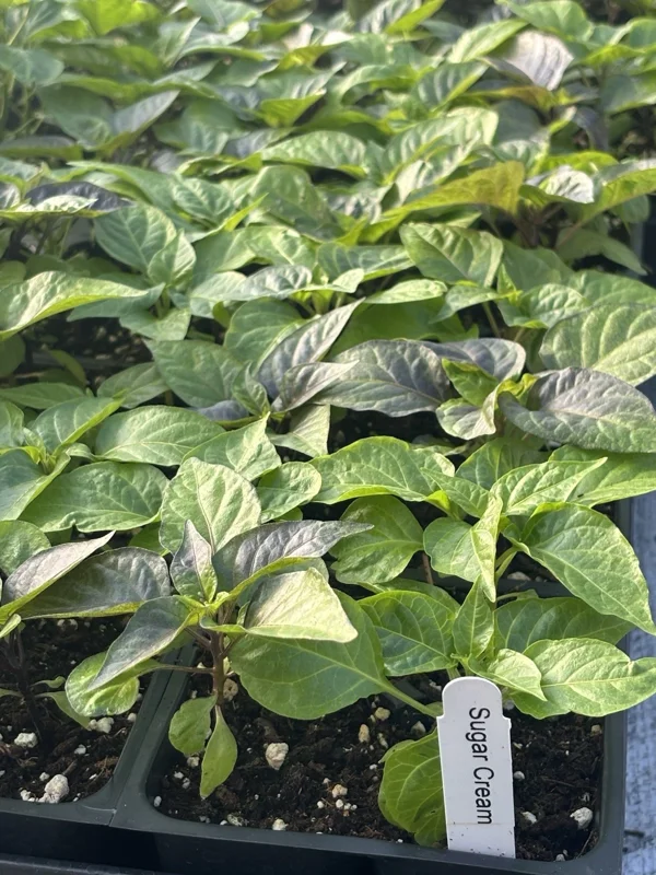 Sugar Rush Cream Super Hot Chili Pepper Live Plants - 3 Pack, 5,000-15,000 SHU - Image 1