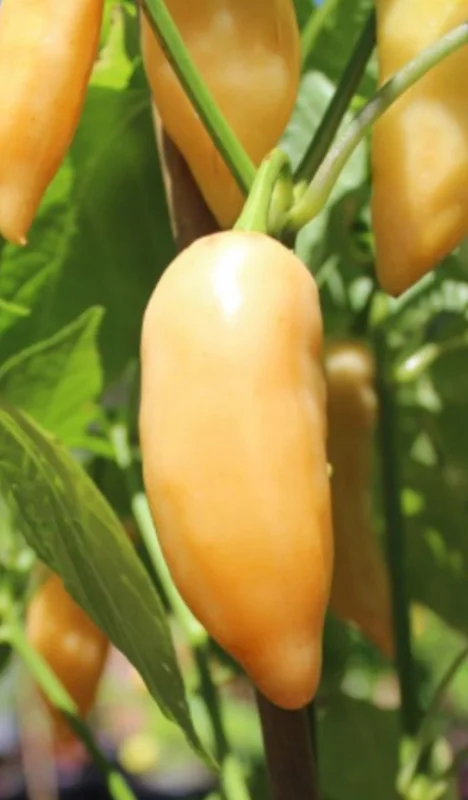 Sugar Rush Peach Chili Live Plants - Super Hot Pepper (3-Pack) - 50,000-100,000 SHU - Image 2