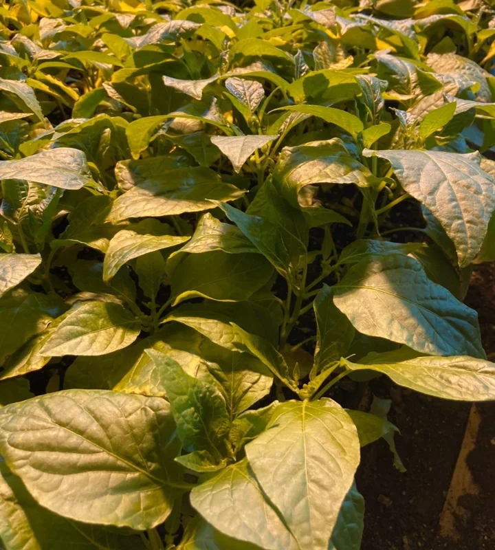 Sugar Rush Peach Chili Live Plants - Super Hot Pepper (3-Pack) - 50,000-100,000 SHU - Image 3