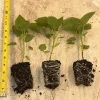 Sugar Rush Peach Chili Live Plants - Super Hot Pepper (3-Pack) - 50,000-100,000 SHU - Image 1