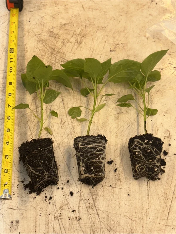 Sugar Rush Peach Chili Live Plants - Super Hot Pepper (3-Pack) - 50,000-100,000 SHU - Image 1