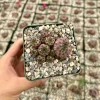 Sulcorebutia Rauschii Violacidermis Cactus, Purple Crown Cactus, Cactus Cluster, Rare Plant in 3 Inch - Image 1
