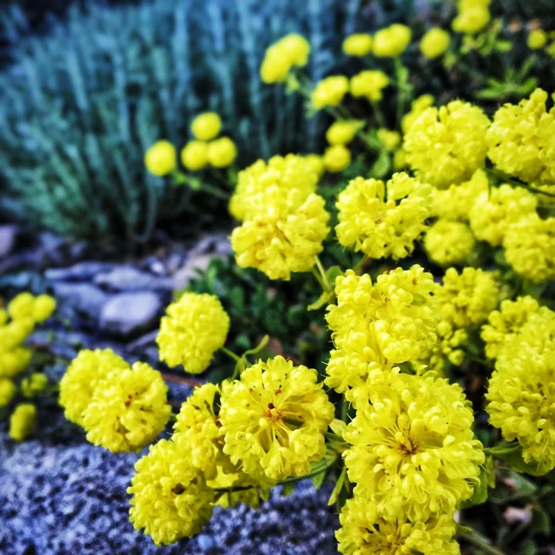 Sulphurflower Buckwheat Seeds - Yellow Eriogonum umbellatum Flower - Perennial Seeds for Garden - Image 2