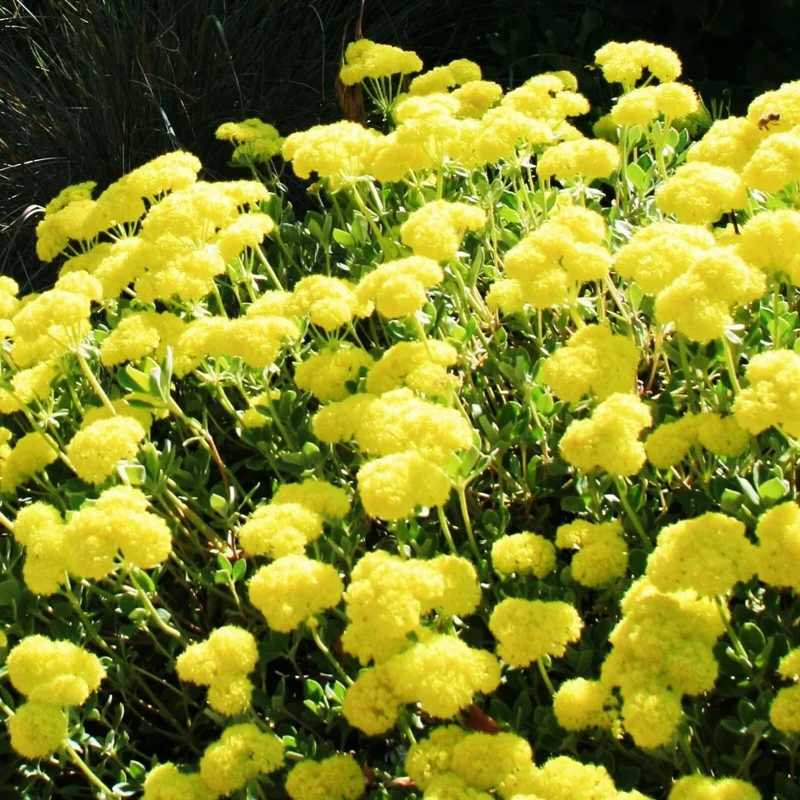 Sulphurflower Buckwheat Seeds - Yellow Eriogonum umbellatum Flower - Perennial Seeds for Garden - Image 3