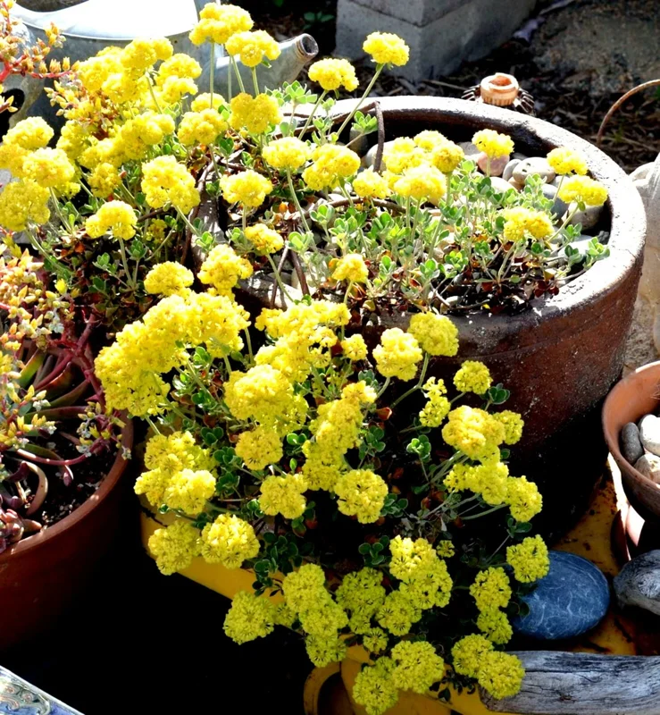 Sulphurflower Buckwheat Seeds - Yellow Eriogonum umbellatum Flower - Perennial Seeds for Garden - Image 4