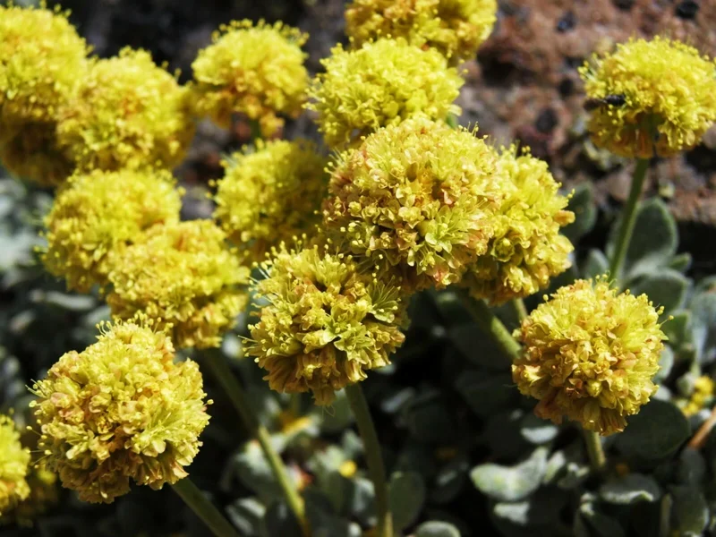 Sulphurflower Buckwheat Seeds - Yellow Eriogonum umbellatum Flower - Perennial Seeds for Garden - Image 5