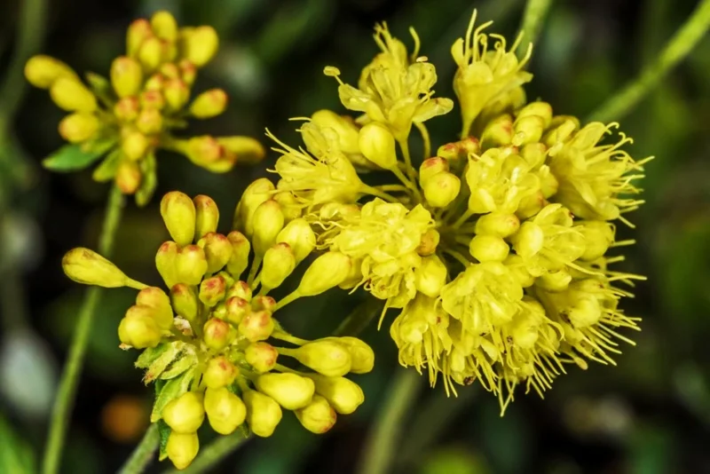 Sulphurflower Buckwheat Seeds - Yellow Eriogonum umbellatum Flower - Perennial Seeds for Garden - Image 7