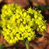 Sulphurflower Buckwheat Seeds - Yellow Eriogonum umbellatum Flower - Perennial Seeds for Garden - Image 1