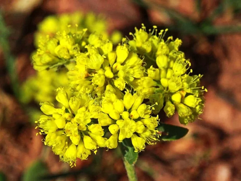 Sulphurflower Buckwheat Seeds - Yellow Eriogonum umbellatum Flower - Perennial Seeds for Garden - Image 1