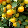 Sun Sugar Yellow Golden Tomato Live Plants - 3 Pack, 6-10 inches, 60+ Days Old - Image 1