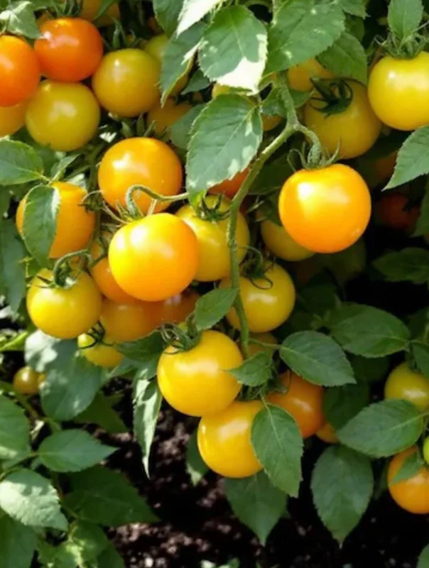 Sun Sugar Yellow Golden Tomato Live Plants - 6 Pack, 6-10 inches Tall - Image 1