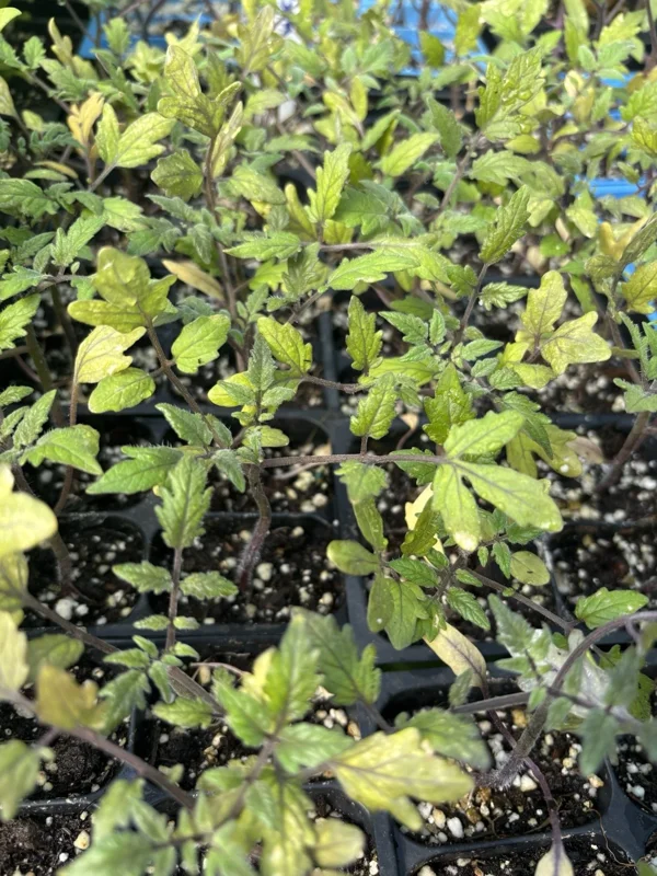 Sun Sugar Yellow Golden Tomato Live Plants - 6 Pack, 6-10 inches Tall - Image 2