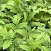 Super Fantastic Tomato Live Plants - 2 Pack, 6-10 inches, 60+ Days Old, Outdoor - Image 1