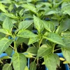 Super Hot Chili Pepper Live Plants - Lot of 3, 75 Days Old, for Gardening - Image 1
