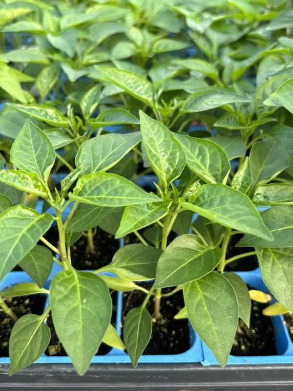 Super Hot Chili Pepper Live Plants - Lot of 3, 75 Days Old, for Gardening - Image 1