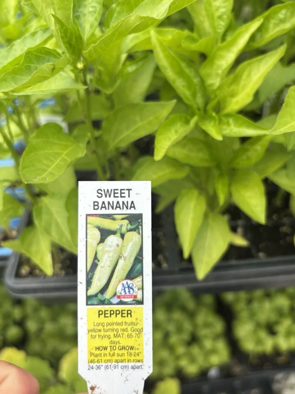 Sweet Banana Pepper Live Plants - 3 Pack, Vegetative Stage, Medium Sun - Image 2