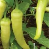 Sweet Banana Pepper Live Plants - 3 Pack, Vegetative Stage, Medium Sun - Image 1