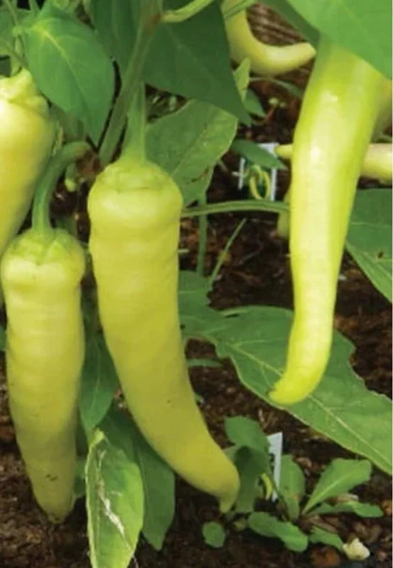 Sweet Banana Pepper Live Plants - 3 Pack, Vegetative Stage, Medium Sun - Image 1