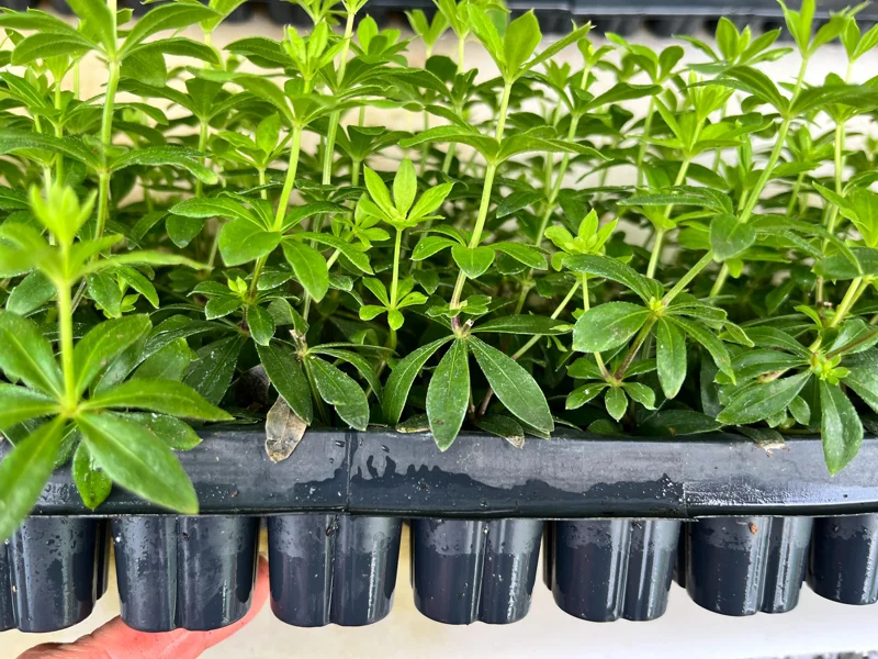 Sweet Woodruff Live Plant - Galium odoratum Seedling Plug for Shade Gardens, 1-inch Pot - Image 2