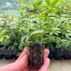 Sweet Woodruff Live Plant - Galium odoratum Seedling Plug for Shade Gardens, 1-inch Pot - Image 1
