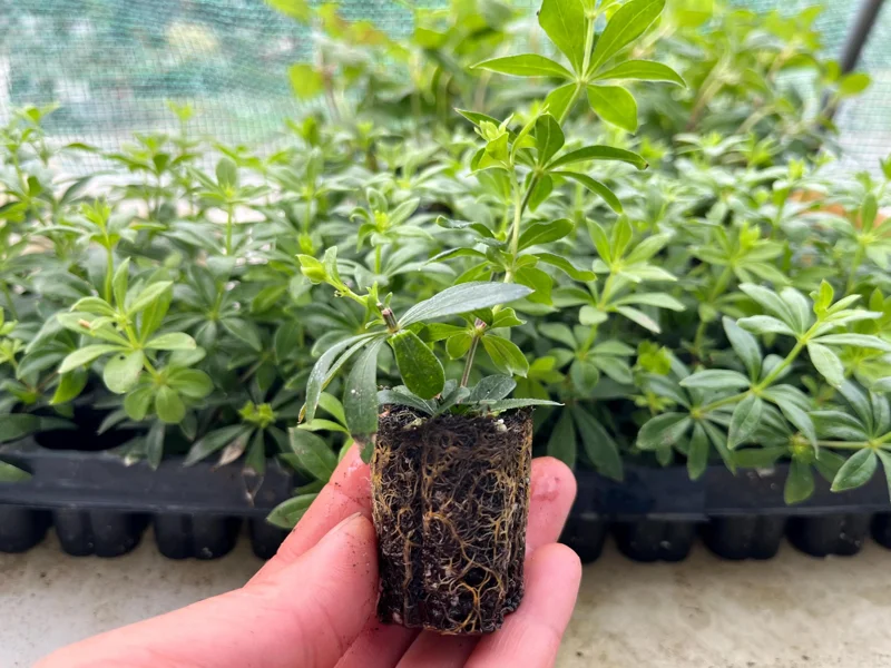 Sweet Woodruff Live Plant - Galium odoratum Seedling Plug for Shade Gardens, 1-inch Pot - Image 1