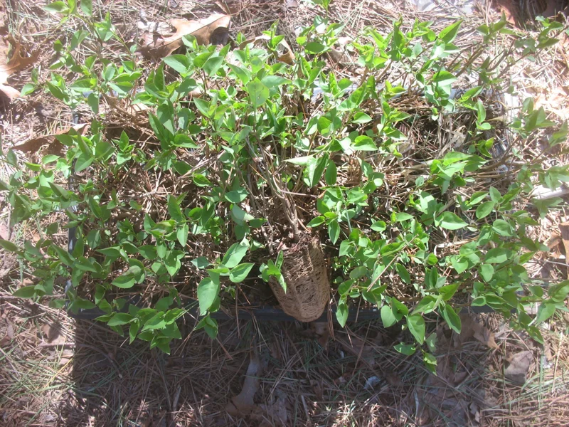 Sweetheart Lilac Live Plant - Syringa x hyacinthiflora Starter - 8-10 Inch - Image 2