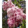 Sweetheart Lilac Live Plant - Syringa x hyacinthiflora Starter - 8-10 Inch - Image 1