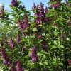 Syringa 'Charles Joly' Lilac Live Plant - Fragrant Purple Flowers, 7-9 Inch - Image 1