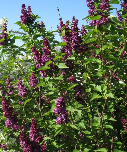 Syringa 'Charles Joly' Lilac Live Plant - Fragrant Purple Flowers, 7-9 Inch - Image 1