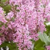 Syringa Meyeri 'Flowerfesta Pink' Live Plant – Dwarf Lilac Shrub – 7 Inch Starter Plant - Image 1