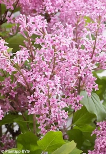 Syringa Meyeri 'Flowerfesta Pink' Live Plant – Dwarf Lilac Shrub – 7 Inch Starter Plant - Image 1