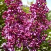 Syringa Monge Lilac Live Plant – Starter Bush – 6-8 Inch Tall – Outdoor - Image 1