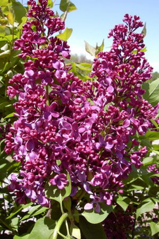 Syringa Monge Lilac Live Plant – Starter Bush – 6-8 Inch Tall – Outdoor - Image 1