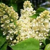 Syringa 'Primrose' Lilac Live Plant - Fragrant Yellow Blooms - 7-10 Inch Starter - Image 1