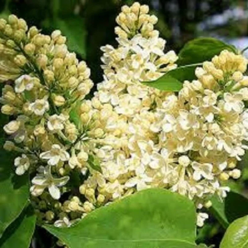 Syringa 'Primrose' Lilac Live Plant - Fragrant Yellow Blooms - 7-10 Inch Starter - Image 1