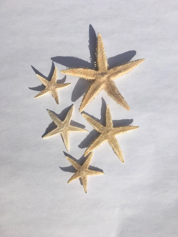 Tan Starfish Set 10 pcs - Natural Decorative Starfish for Crafts & Decor - Image 1