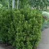 Taxus Hicksii Yew Live Plant - Evergreen Shrub, 5-7 Inch Starter Plant - Image 1