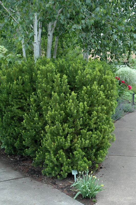 Taxus Hicksii Yew Live Plant - Evergreen Shrub, 5-7 Inch Starter Plant - Image 1