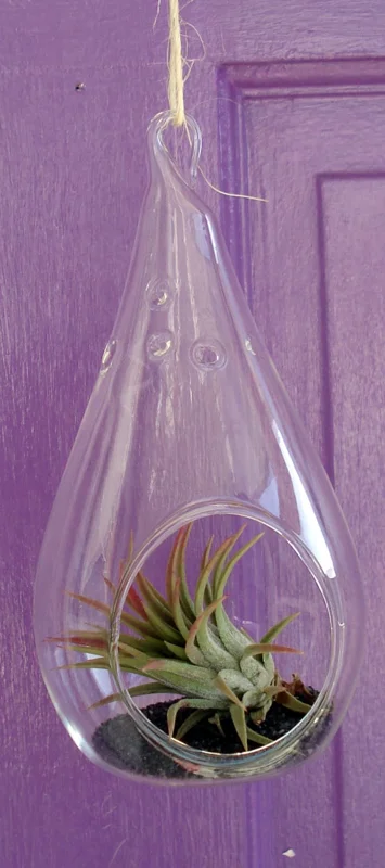 Tear Drop Orb Air Plant Planter Kit - 5 Inch Glass Terrarium with Live Air Plants, Hanging or Tabletop Display - Image 2