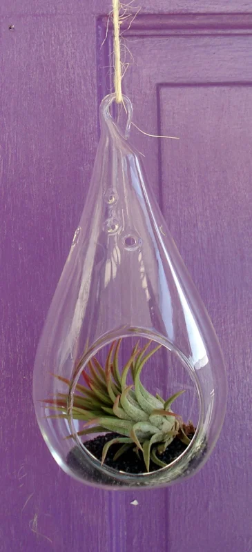 Tear Drop Orb Air Plant Planter Kit - 5 Inch Glass Terrarium with Live Air Plants, Hanging or Tabletop Display - Image 3