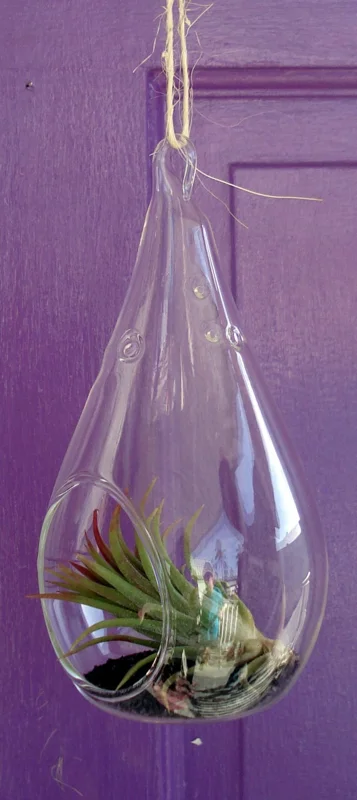 Tear Drop Orb Air Plant Planter Kit - 5 Inch Glass Terrarium with Live Air Plants, Hanging or Tabletop Display - Image 4