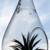 Tear Drop Orb Air Plant Planter Kit - 5 Inch Glass Terrarium with Live Air Plants, Hanging or Tabletop Display - Image 1