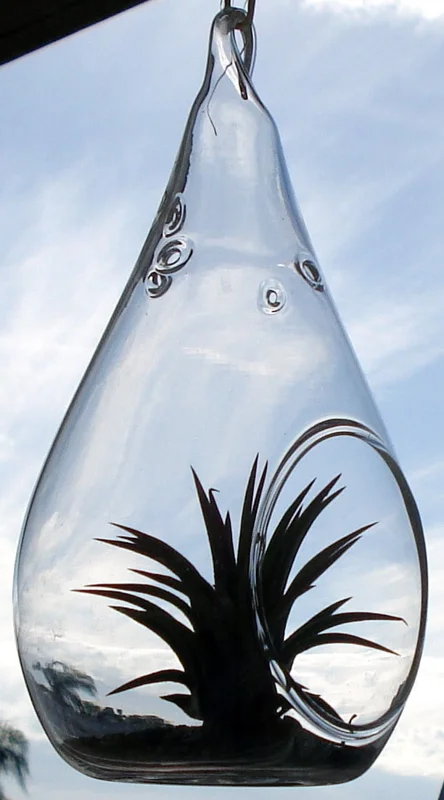 Tear Drop Orb Air Plant Planter Kit - 5 Inch Glass Terrarium with Live Air Plants, Hanging or Tabletop Display - Image 1