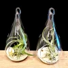 Teardrop Glass Terrarium Kit (Set of 2) with Air Plants, Sand, Shells - 7 Inch - Image 1